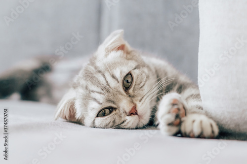 Portrait of Scottish fold kitten playing in sofa.