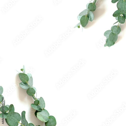Border frame made of eucalyptus branches on a white background. Floral concept with copy space.