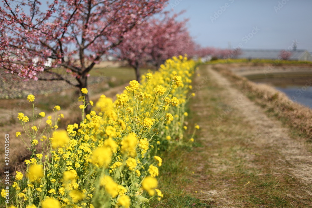 河津桜と菜の花の道