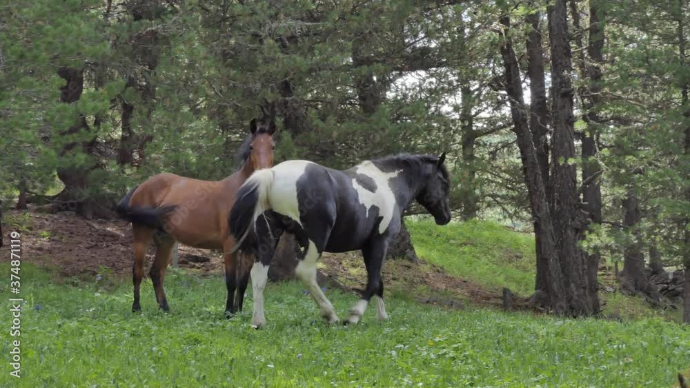 Horses grazing in a pasture in the mountains, Siberia Horses grazing in a pasture in the mountains, Siberia
