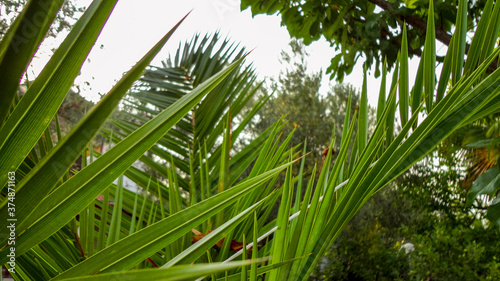 The sharp leaves of a palm tree.  Palm leaf on nature green texture background