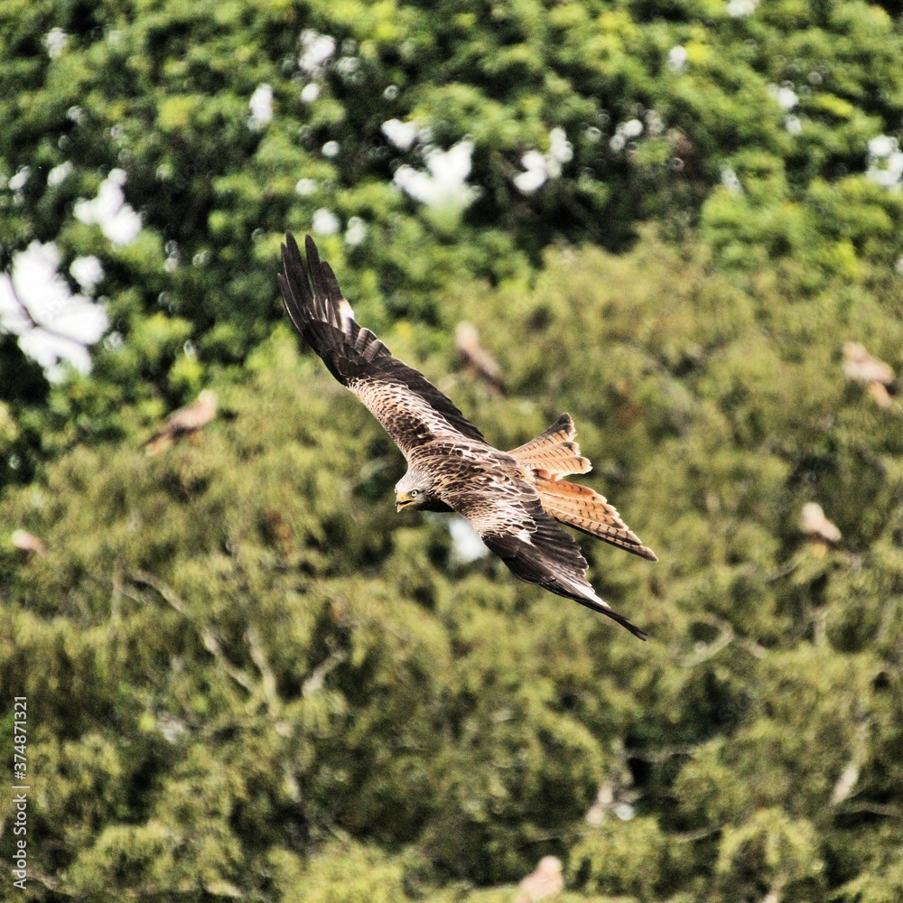 Fototapeta premium A Red Kite in flight