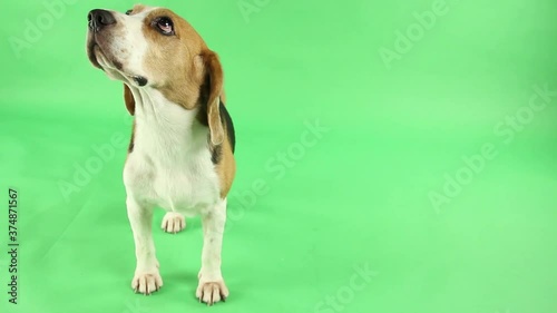 beagle dog on Green background in studio for ads.