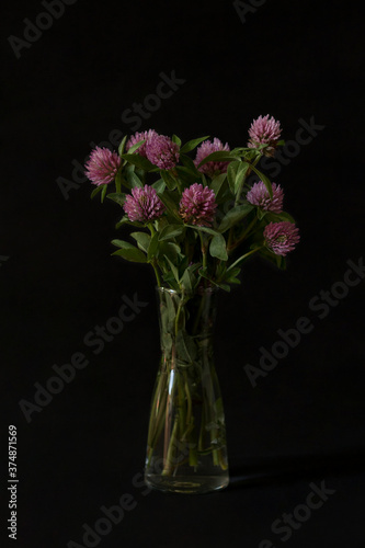 Clover on a black background