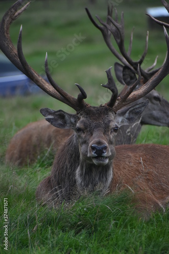 Portrait of an male fallow deer with large antlers, in Tatton Park, Cheshire, UK