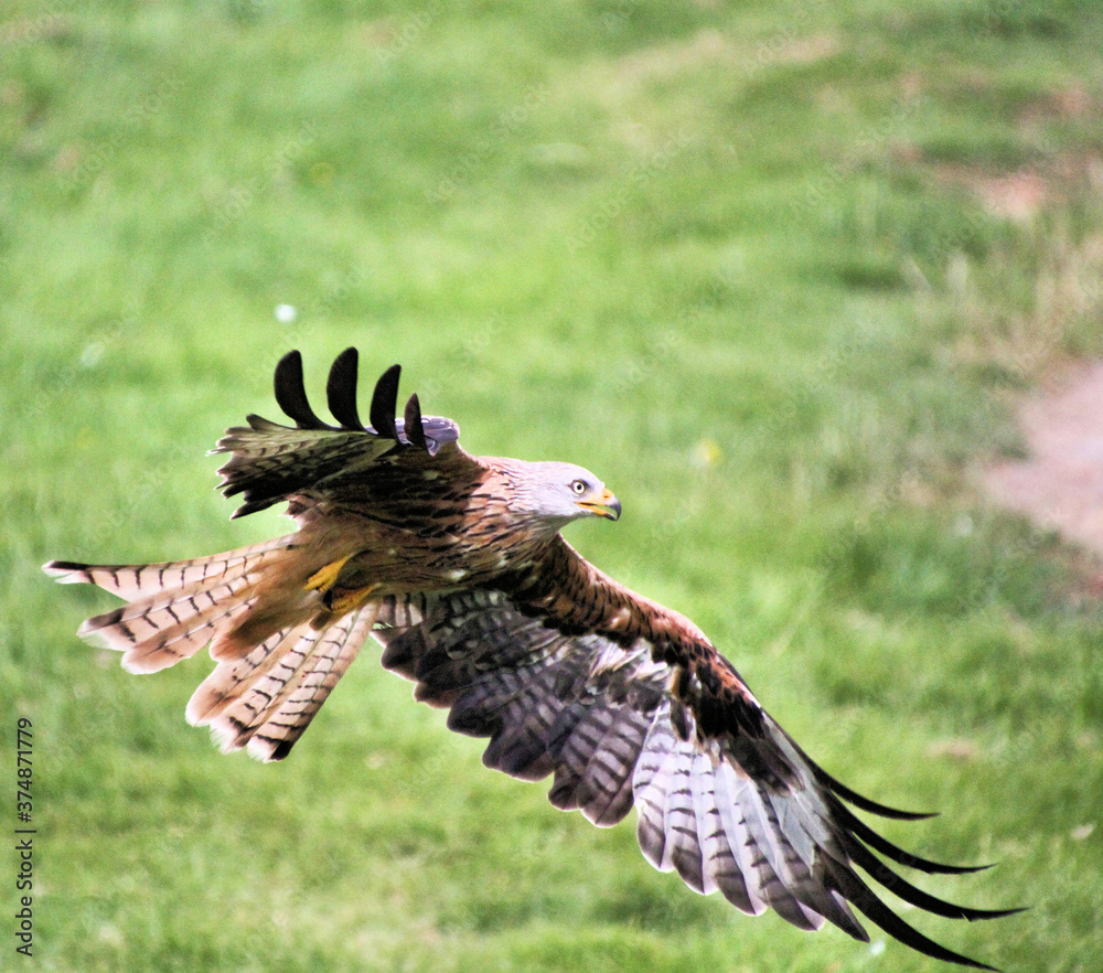 Fototapeta premium A Red Kite in flight