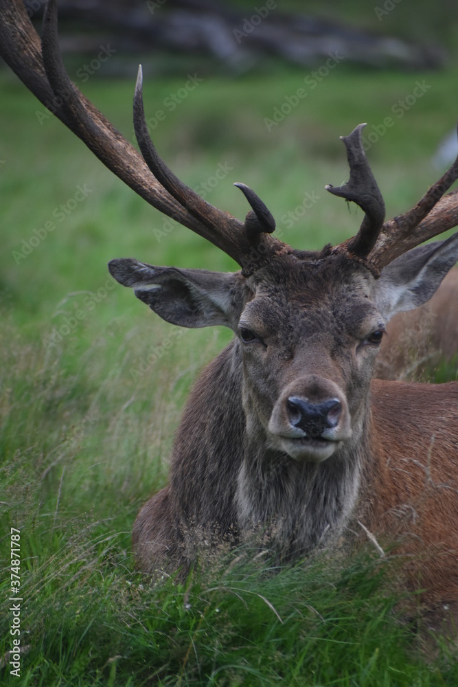 Portrait of an male fallow deer with large antlers, in Tatton Park, Cheshire, UK Portrait of an male fallow deer with large antlers, in Tatton Park, Cheshire, UK