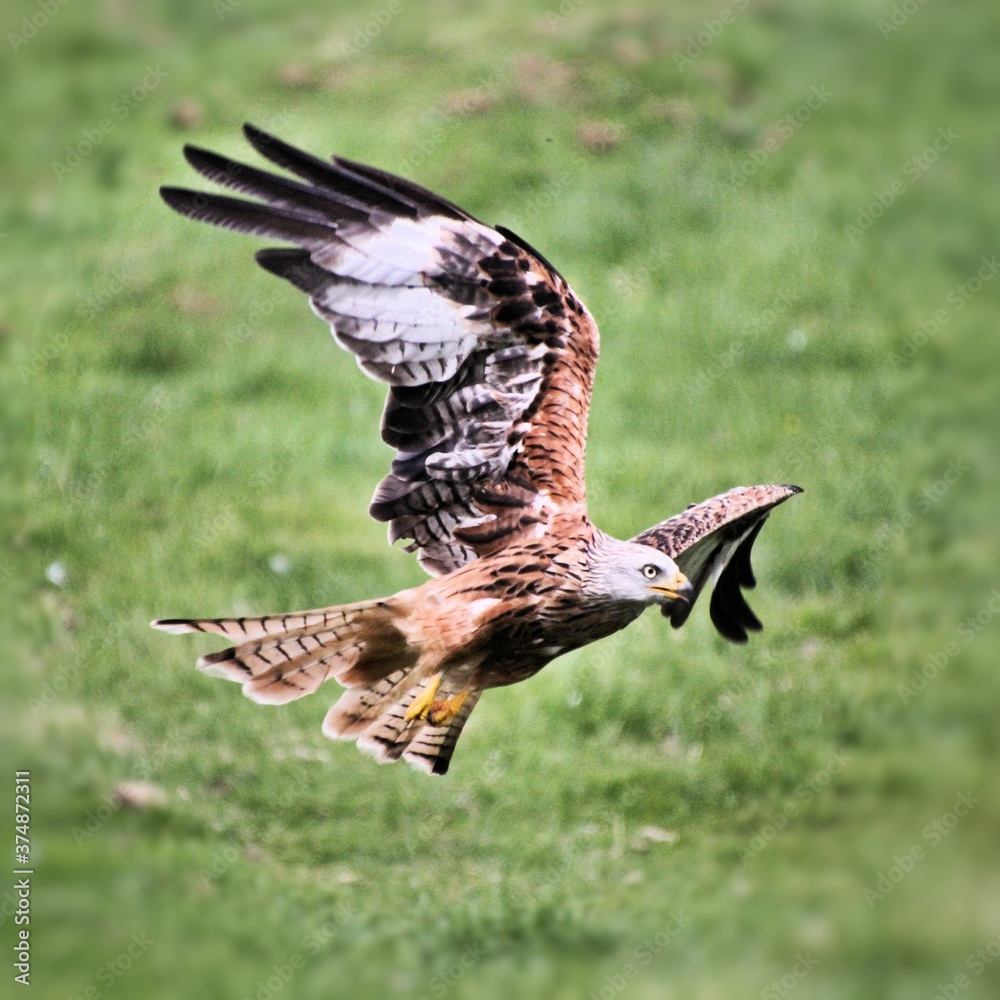 Obraz premium A Red Kite in flight
