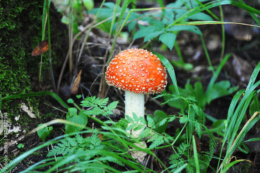 fly agaric in the forest-mushroom with a red hat fly agaric in the forest-mushroom with a red hat