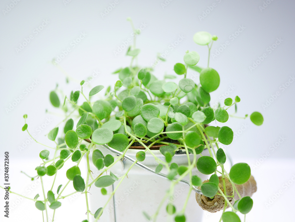 Obraz premium ペペロミア・ジェミニ09