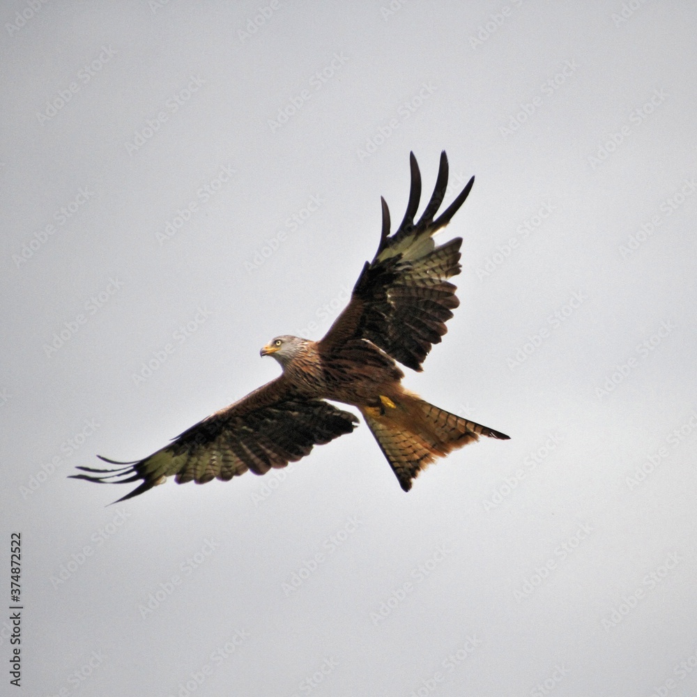 Obraz premium A Red Kite in flight