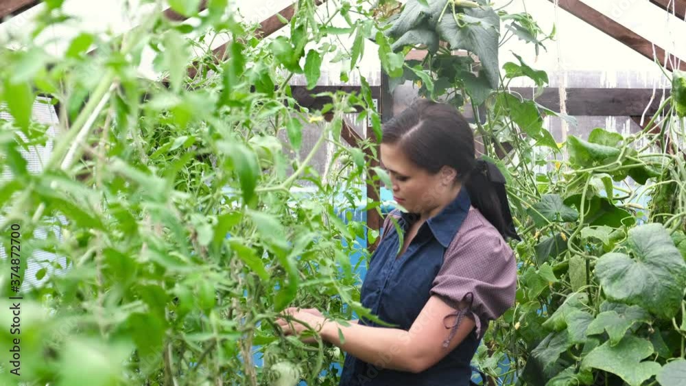 Harvesting in the greenhouse. a young beautiful woman gardener in a work apron in the greenhouse takes care of the plants. Agricultural industry. The girl collects the crop in the fall Harvesting in the greenhouse. a young beautiful woman gardener in a work apron in the greenhouse takes care of the plants. Agricultural industry. The girl collects the crop in the fall