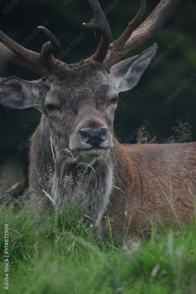 Obraz premium Portrait of an male fallow deer with large antlers, in Tatton Park, Cheshire, UK