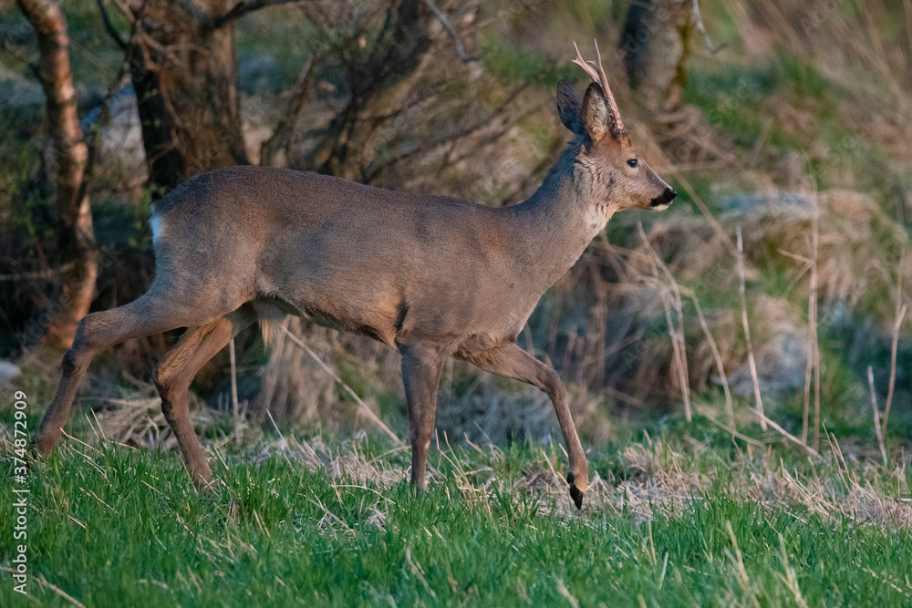 Roe deer Roe deer