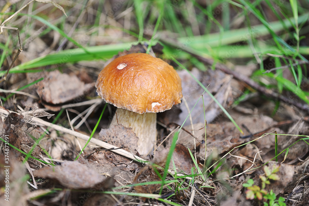 boletus - white mushroom in the forest boletus - white mushroom in the forest