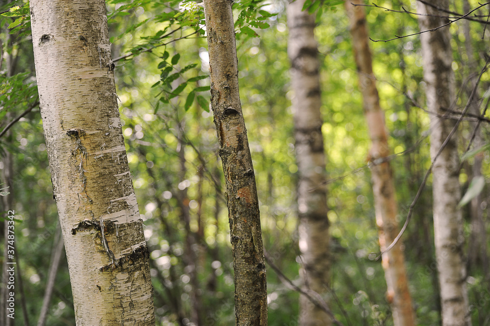 abstract forest background - tree trunks and leaves in summer time abstract forest background - tree trunks and leaves in summer time