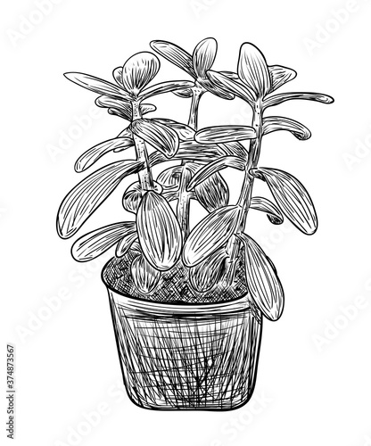 Vector illustration, isolated decorative crassula houseplant in black and white colors, outline hand painted drawing