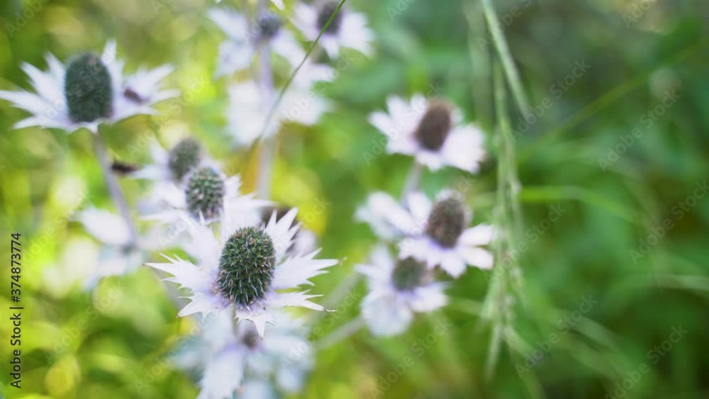 Close up of Eryngium heterophyllum Engelm white wild flower, also known as Mexican Thistle plant