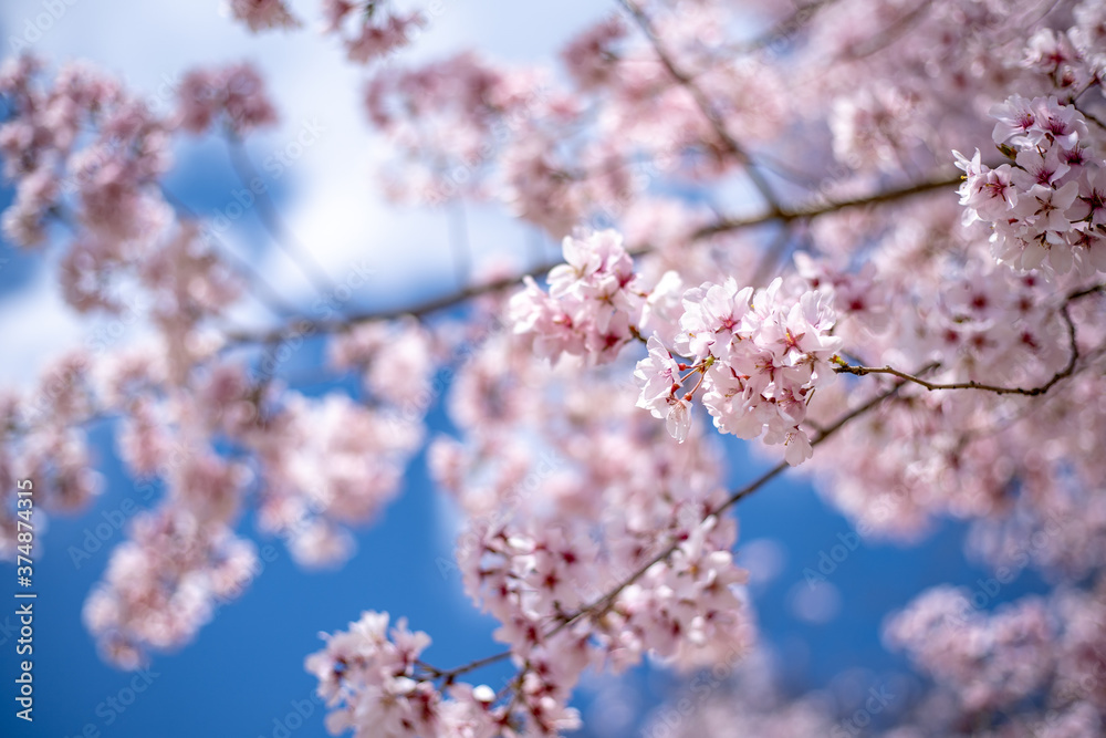 桜と青空