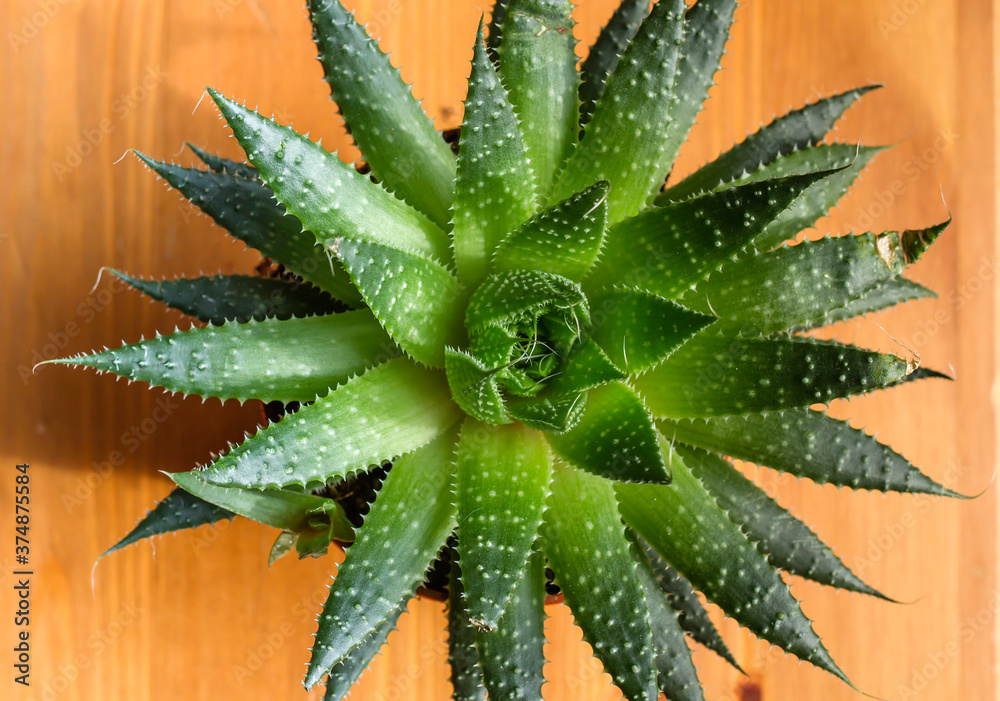 Aloe aristata top view Aloe aristata top view