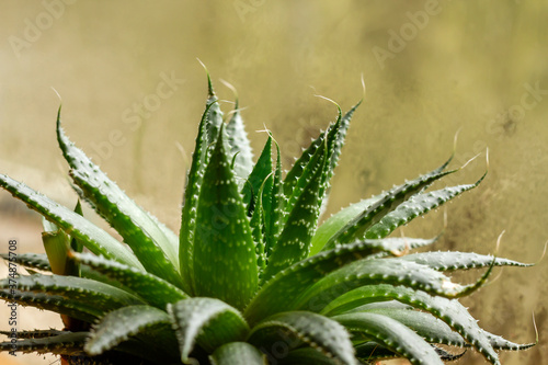 Aloe aristata plant