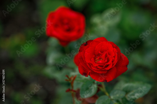 Vibrant big red roses in garden  top view