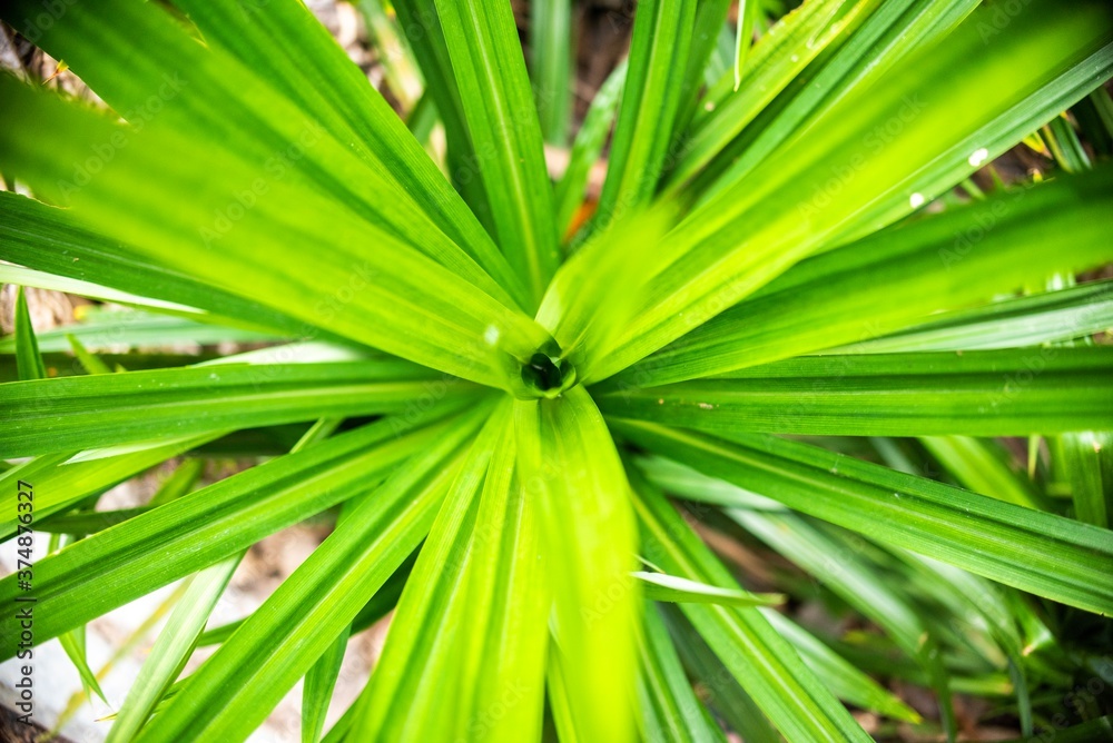 Full Frame Shot Of Green Leaves Full Frame Shot Of Green Leaves