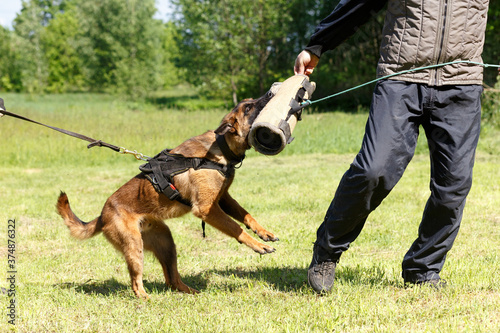 The instructor conducts the lesson with the Belgian Shepherd dog.