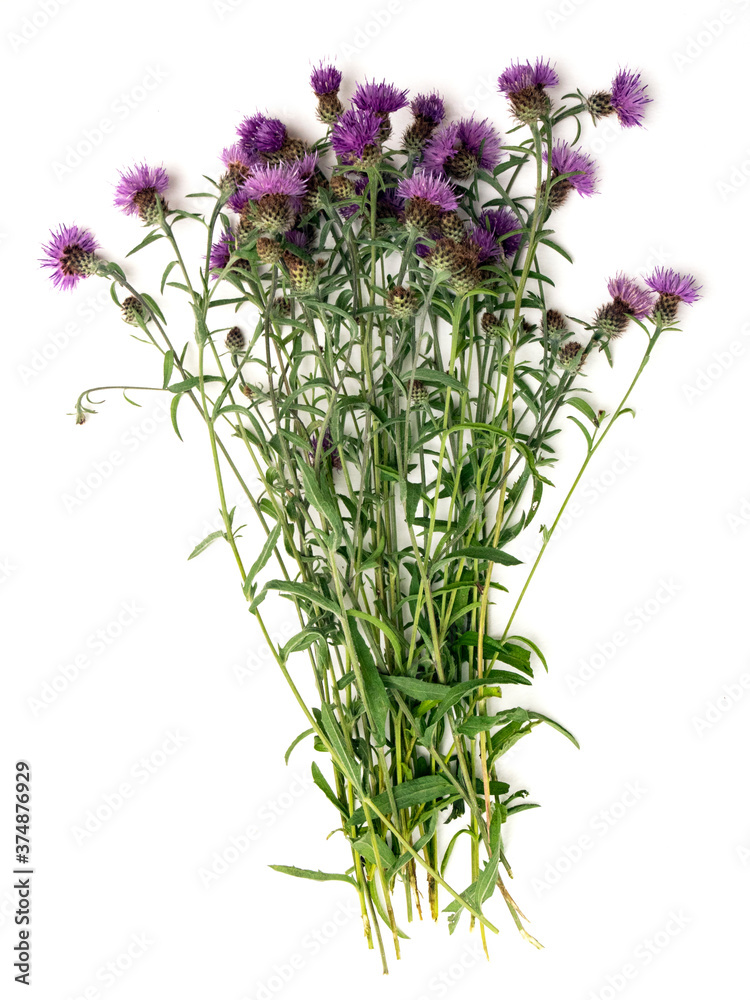 Fototapeta premium bouquet de centaurées