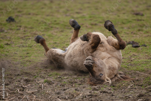 Wild Konik horse rolling on its back on the ground
