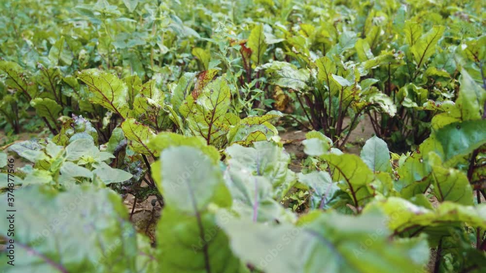 Close-up of growing beetroot with leaves almost ripe pulled off soil. View to the ground. Organic vegetables. Ripeness. Harvesting. Summer. Close-up of growing beetroot with leaves almost ripe pulled off soil. View to the ground. Organic vegetables. Ripeness. Harvesting. Summer.