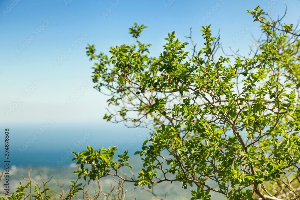 Obraz premium Rainforest.