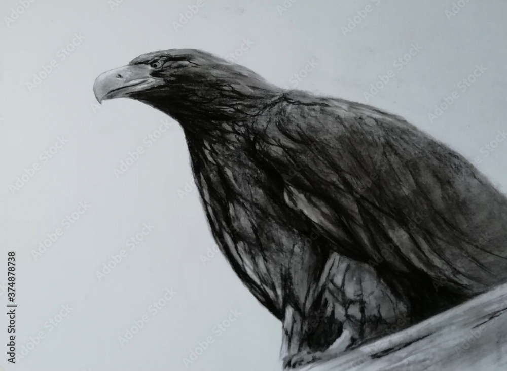 Fototapeta premium Eagle. Illustration on white background.