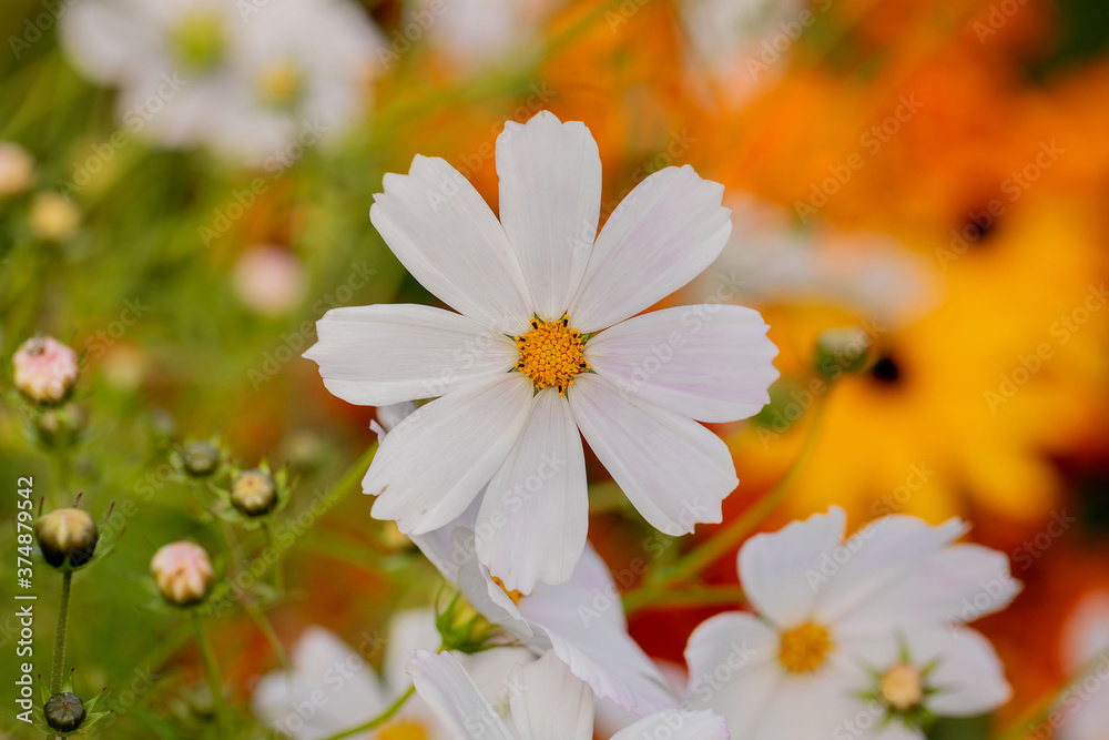 Fototapeta premium White summer flower Kosmeya on a blurred background. Nature. Copy space. Macro.