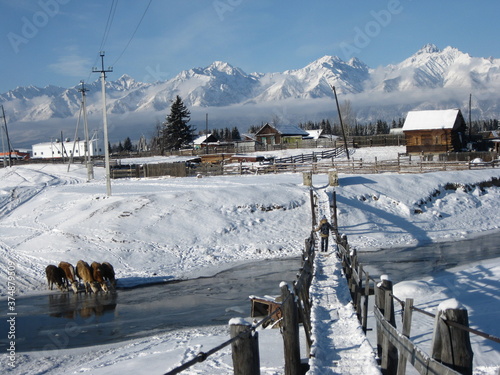 Village landscape with bulls and mountains in winter