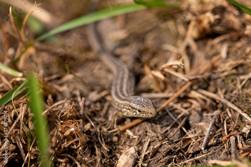 The lizard runs on the ground. Reptile animal. Fauna. Selective focus. Macro.