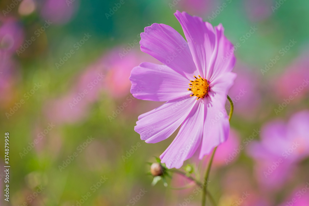 Pink summer flower Kosmeya on a blurred background. Nature. Copy space. Macro.