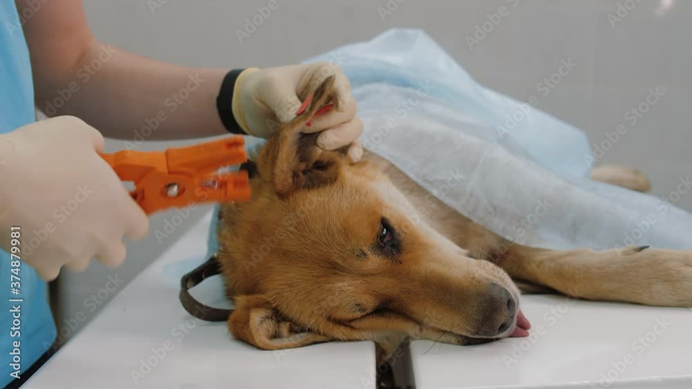 Veterinarian inserts an ID chip into dog's ear