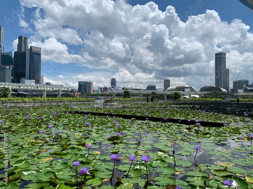 Beautiful Pond with lotus flower in singapore 
