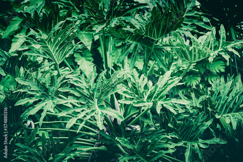 Fototapeta Naklejka Na Ścianę i Meble -  Green leaf background ( Philodendron, Philodendreae ) beautiful and Usefuldecorative ornamental plants
