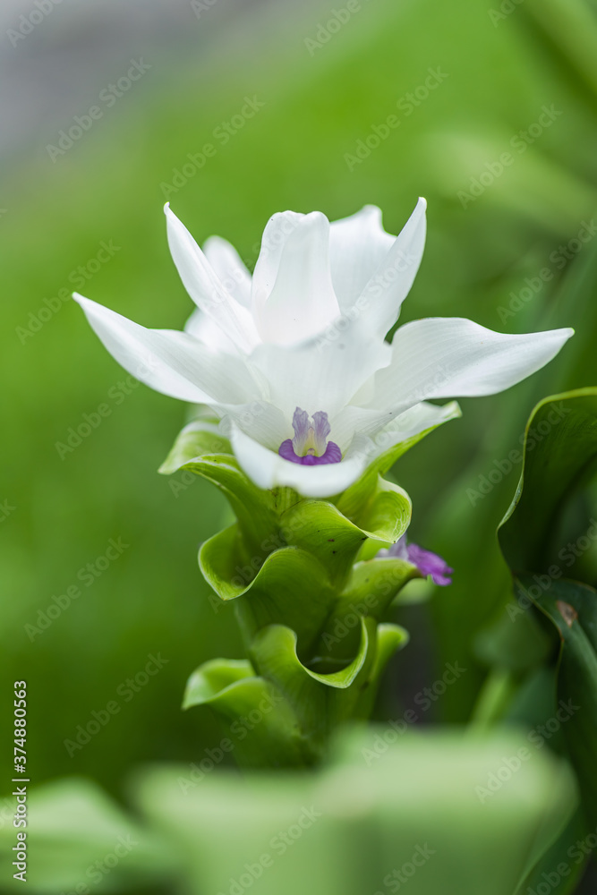 Curcuma Zanthorrhiza (Siam Tulip Curcuma Alismatifolia) white Flower In The Nature and in the garden