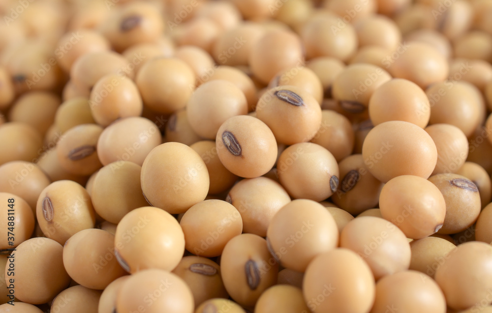 Close up soybean,Agricultural products,soybean background. Close up soybean,Agricultural products,soybean background.