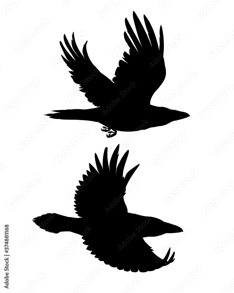 Obraz premium Couple of realistic ravens flying. Monochrome vector illustration of black silhouettes of smart birds Corvus Corax isolated on white background. Element for your design, print. Stencil.