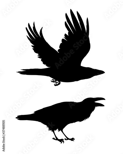Realistic raven flying and sitting. Caw. Monochrome vector illustration of black silhouettes of smart bird Corvus Corax isolated on white background. Element for your design, print. Stencil.