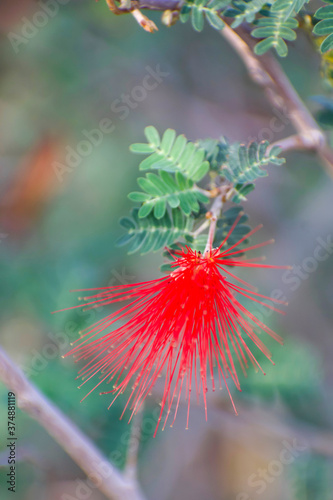 Red Baja fair duster bloom in Arizona desert garden photo