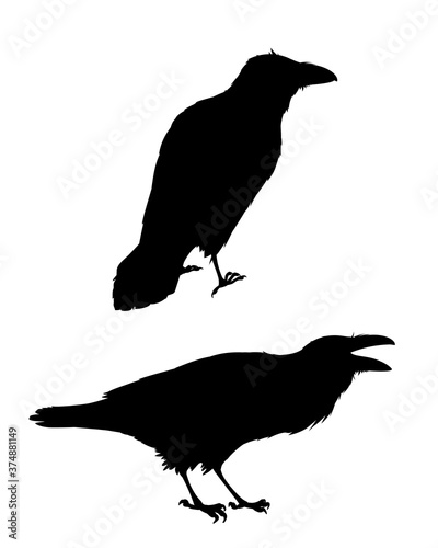 Couple of realistic ravens sitting.Monochrome vector illustration of black silhouettes of smart birds Corvus Corax isolated on white background. Element for your design, print. Stencil.