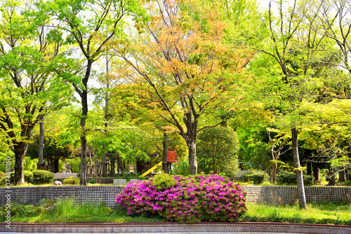  緑に覆われた公園に咲く赤いつつじ © masyok