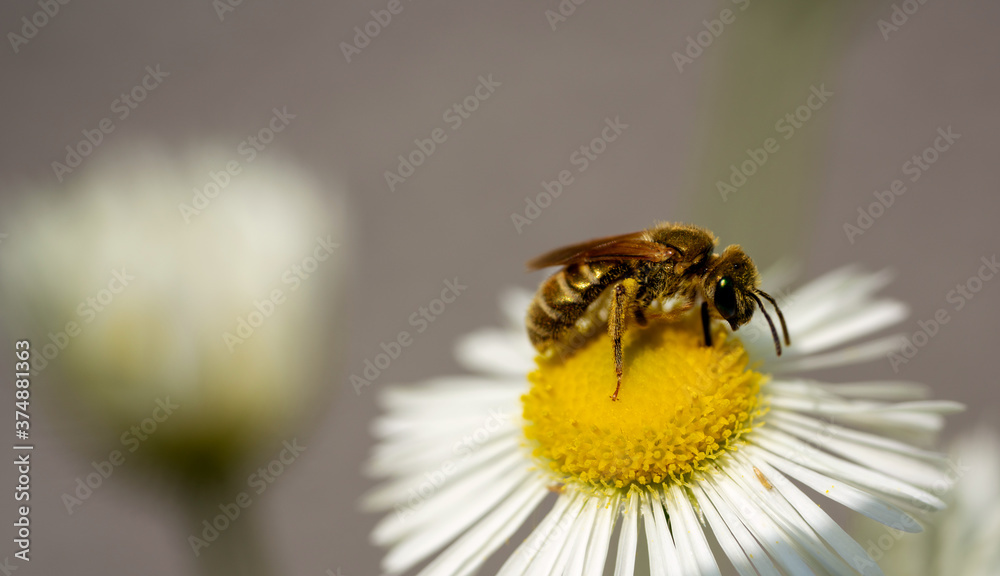 dichtpunktierte Goldfurchenbiene auf Feinstrahl dichtpunktierte Goldfurchenbiene auf Feinstrahl