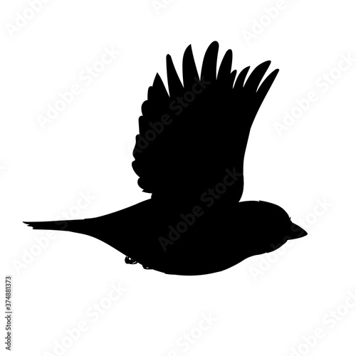Realistic sparrow flying. Monochrome vector illustration of black silhouette of little bird sparrow isolated on white background. Stencil. Element for your design, print, decoration.