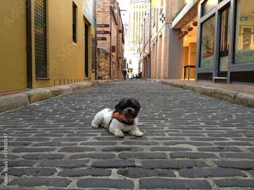 Lonely cute dog at the rocks, Sydney , Australia 
